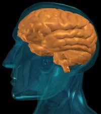 human-brainnnnnnn