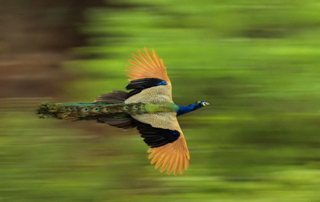 peacock in flight 709