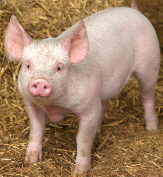 pig