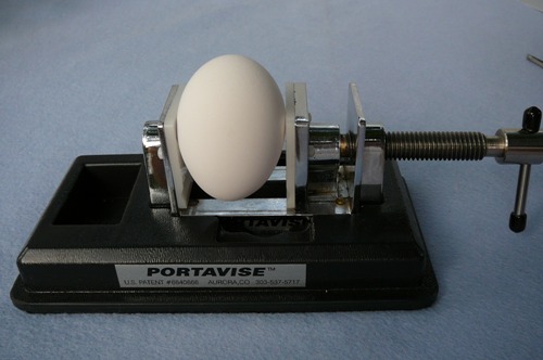 #3. Real egg held for decoration.