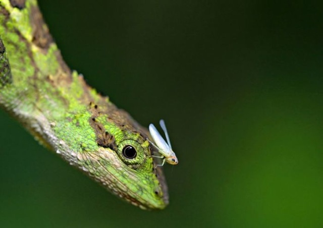 1 pests with pests 893