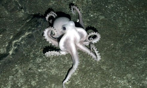 white-octopus.jpg.492x0_q85_crop-smart