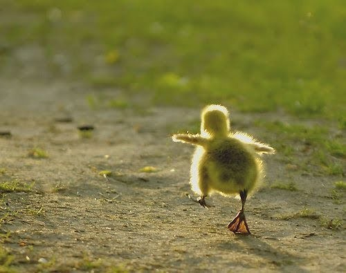 I Must Go, My People Need Me 731