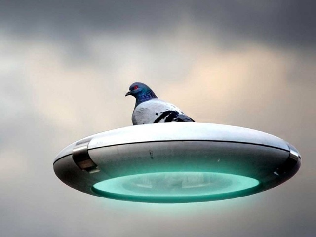 Pigeon UFO 672