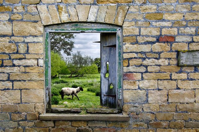 Sheep Window 637