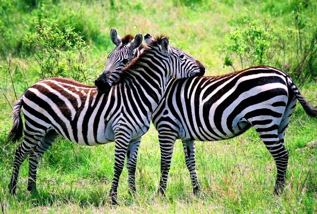 Zebra Hug 479