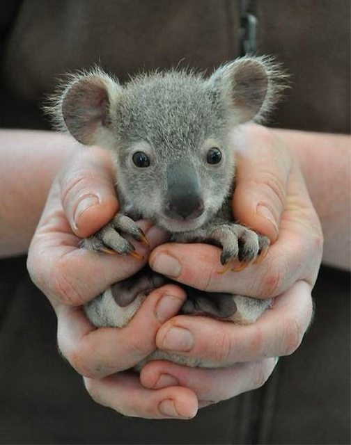 baby jeep 076 baby jeep 076