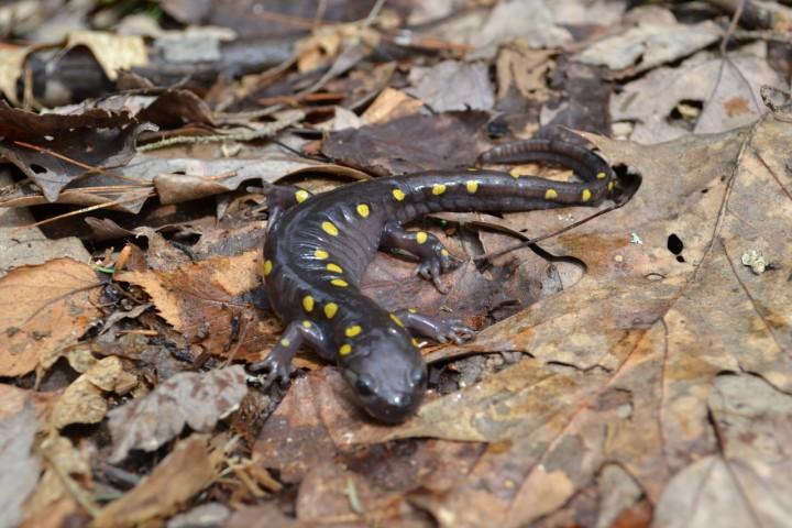 salamander salamander
