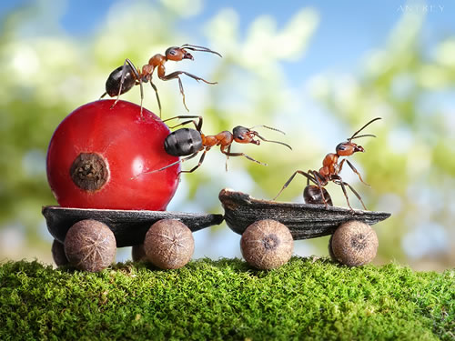 ant-tales-4