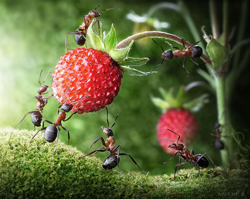 ant-tales-5