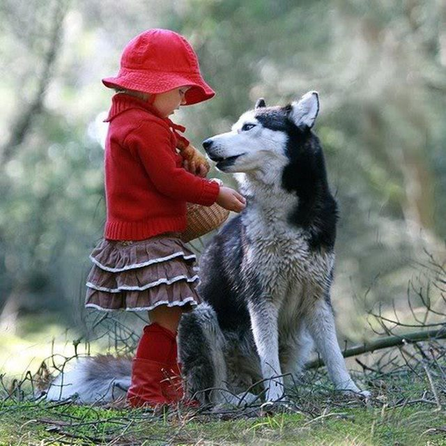 Little Red Riding Hood 505