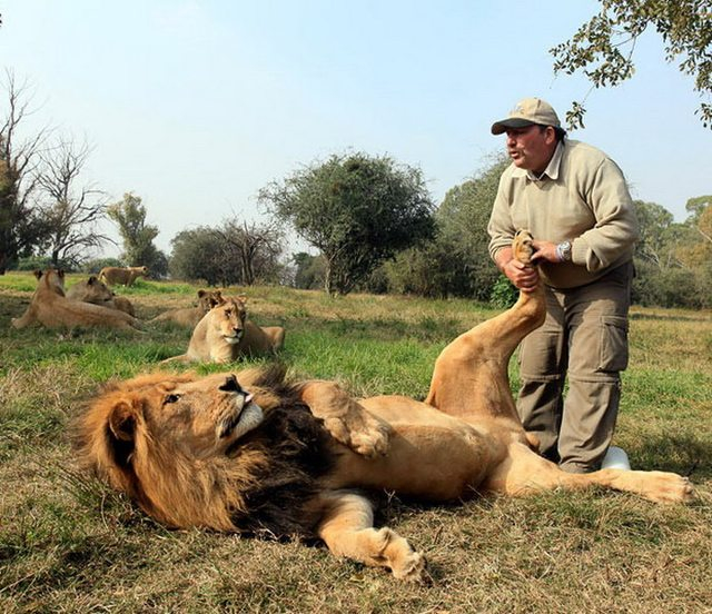 Man giving a lion a foot massage 525