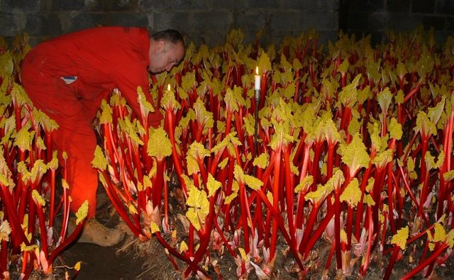 Rhubarb season 511