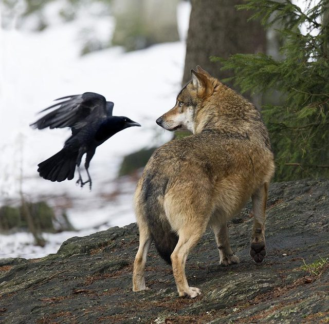 friendship between the big predator and a wiley bird 011