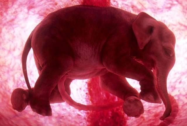 unborn baby elephant 077