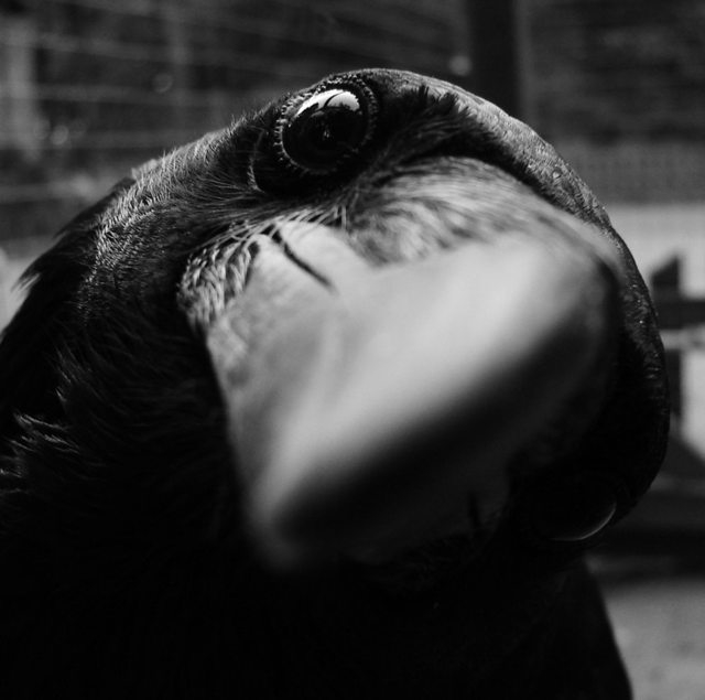 Curious Crow 802