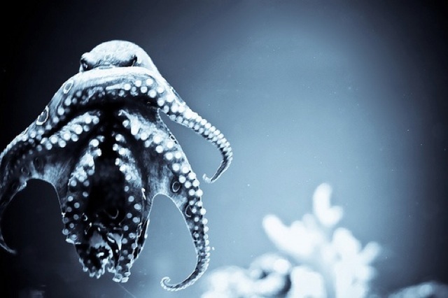 Evil Octopus 622