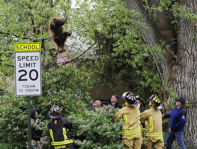 Falling Bear 541