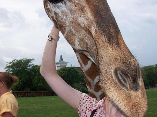 Head Eater 558