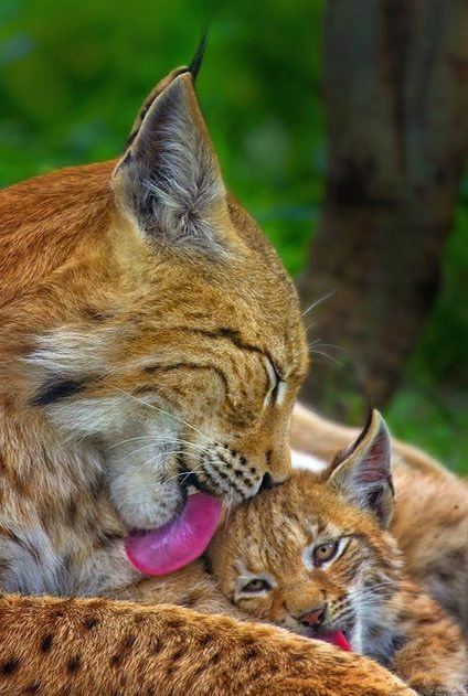 If you lick me, I'll lick you too 552