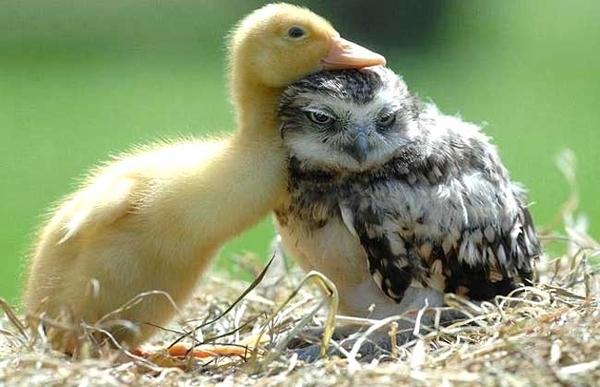 Owl + Duck 672