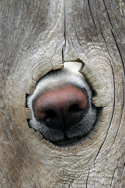 Sniffer Hole 471