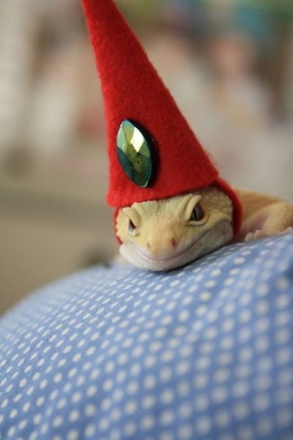 The lizard wizard 761