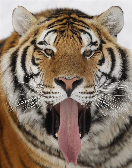 tiger tongue 182