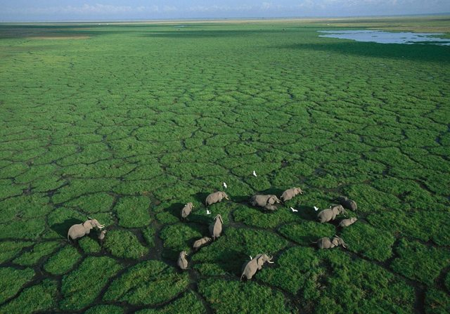 wading african elephants 814