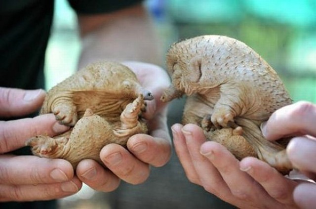 Baby Anteaters 131 Baby Anteaters 131