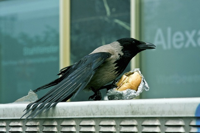 Bird Thief 065 Bird Thief 065