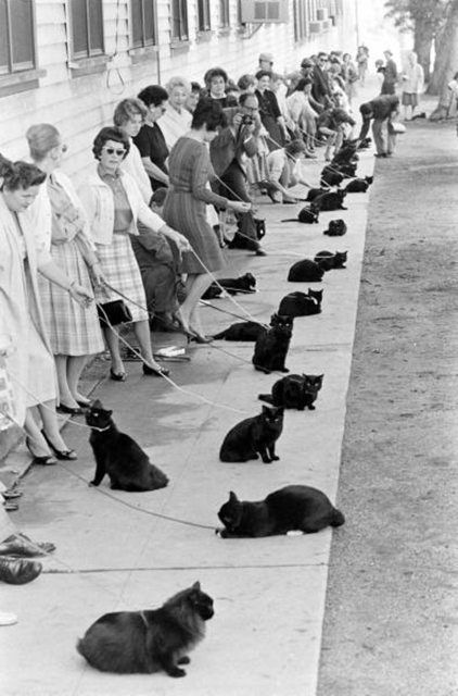 Cat Races 1952 Cat Races 1952
