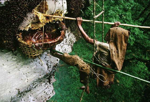 Dangerous Jobs- Honey Hunting in Nepal 506
