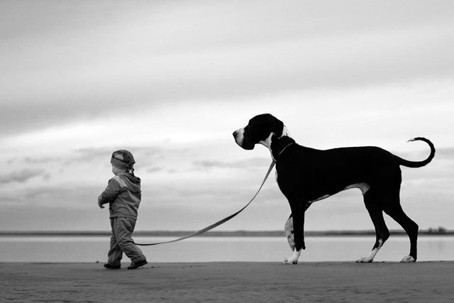 Just a toddler walking his Great Dane 334 Just a toddler walking his Great Dane 334
