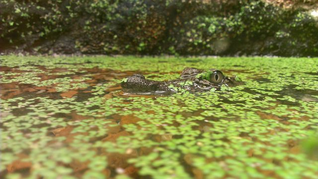 Someday, he'll be just like his dad 774 Someday, he'll be just like his dad 774