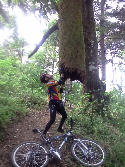a tree was blocking our trail. He took care of it 461