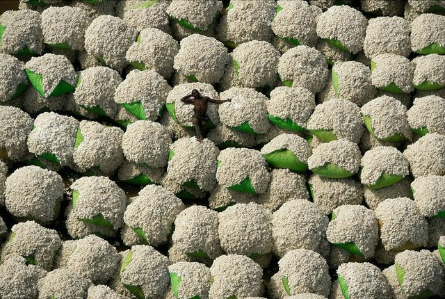 resting on bales of cotton 177