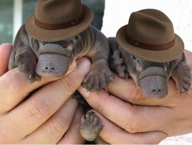 2 platypus 232 2 platypus 232
