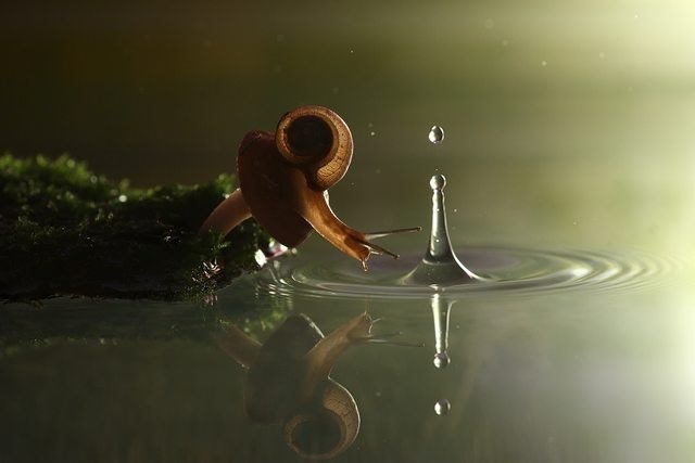 Snail and the Drop of Rain 458 Snail and the Drop of Rain 458