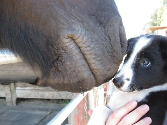 big nose 255 big nose 255