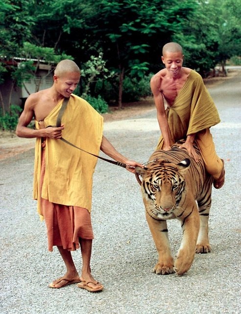 just taking our the pet cat out for a walk 732 just taking our the pet cat out for a walk 732