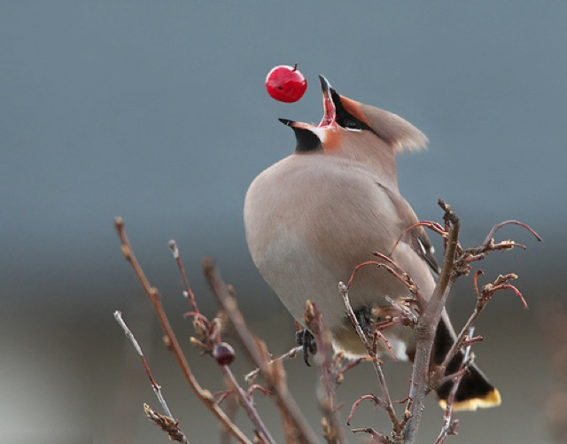 Bohemian Waxwing 406