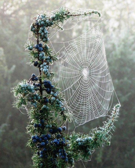 The Perfect Spiderweb 803
