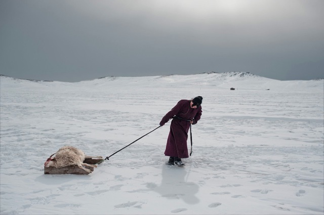 When goats die in Mongolia 515