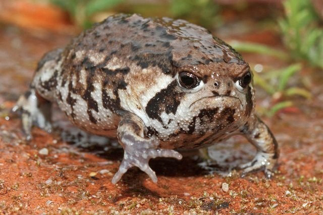 Grumpy Toad 975