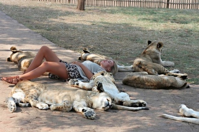 Sleeping with lions 909