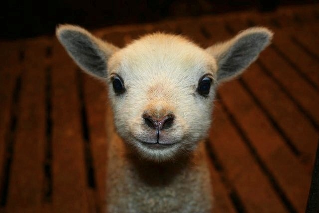 So cute, yet also so delicious 38672