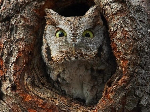 Hoo goes there 56478