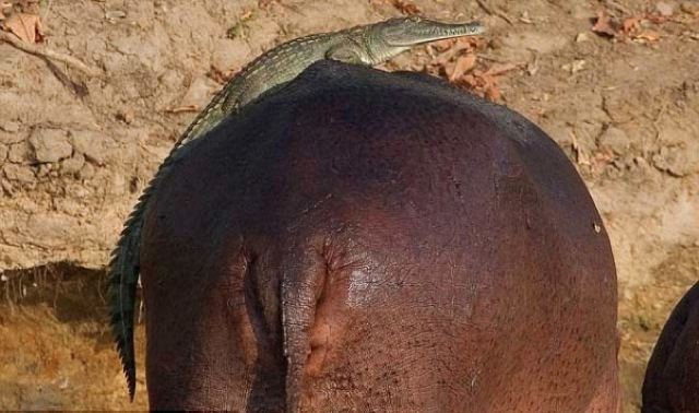 Onward, My Noble Steed 5361