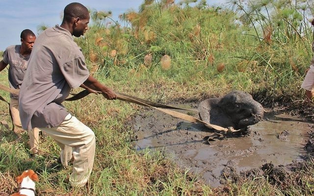 helping a young elephant out of the mud 2948